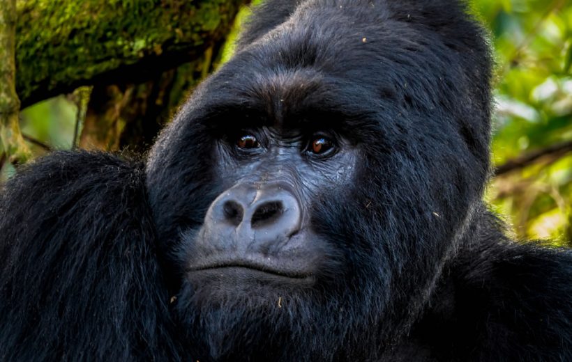 Gorilla Safari Uganda 3 Days