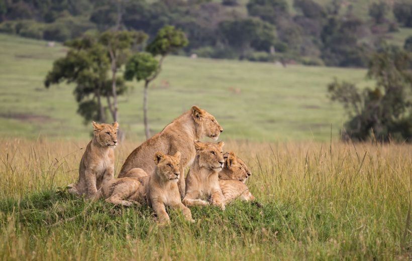 Masai Mara Safari Experience