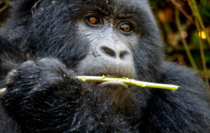 Best Of Rwanda Safari