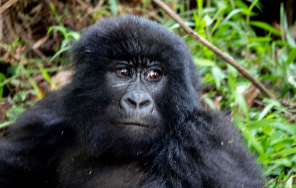 Best Of Rwanda Safari – Maddie Travels and Logistics