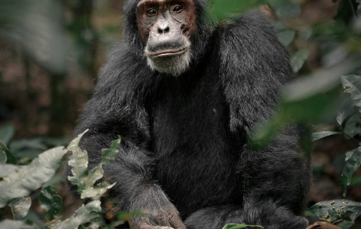 Chimp
